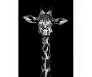 Akoestisch schilderij giraffe